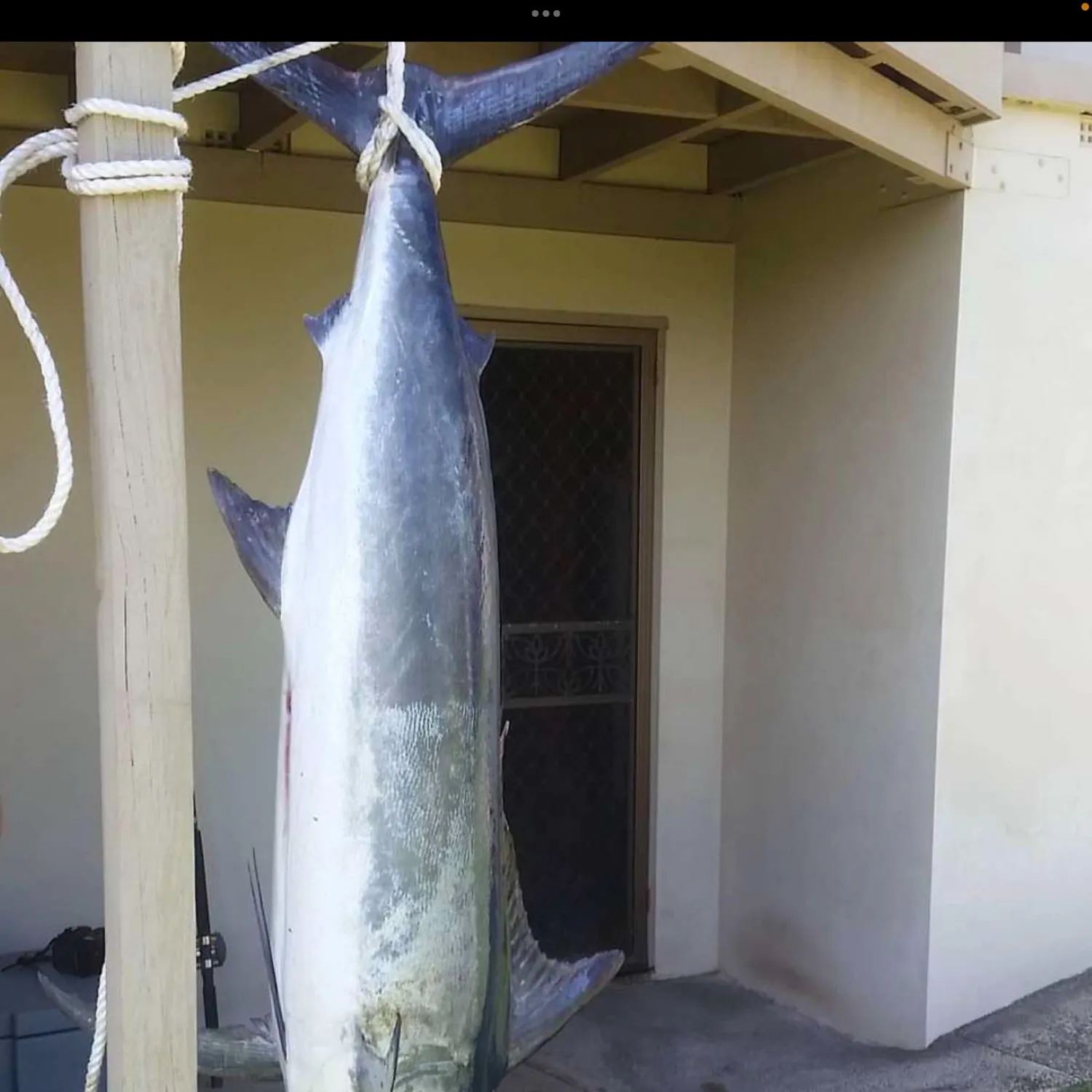 The most recent Indo-Pacific blue marlin catches on Fishbrain