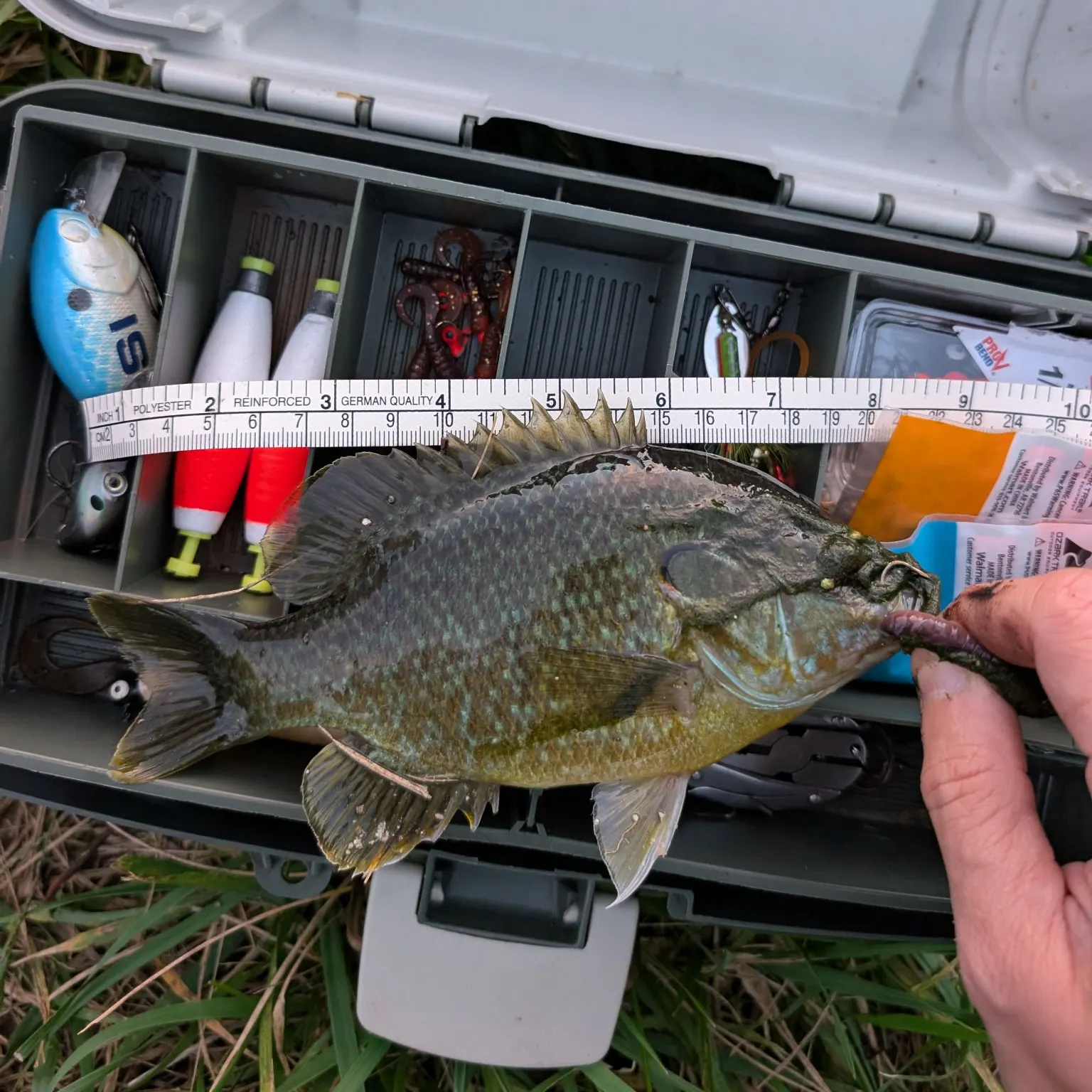Greengill hybrid caught on Fishbrain