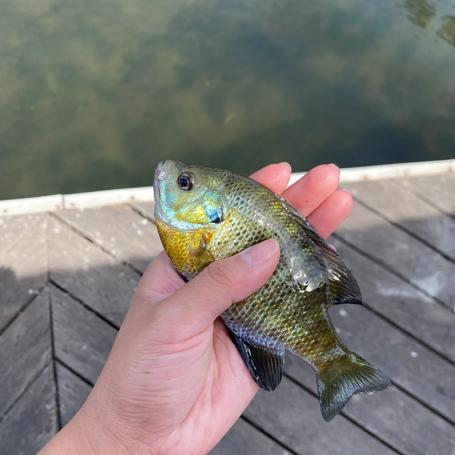Bluegill caught on Fishbrain