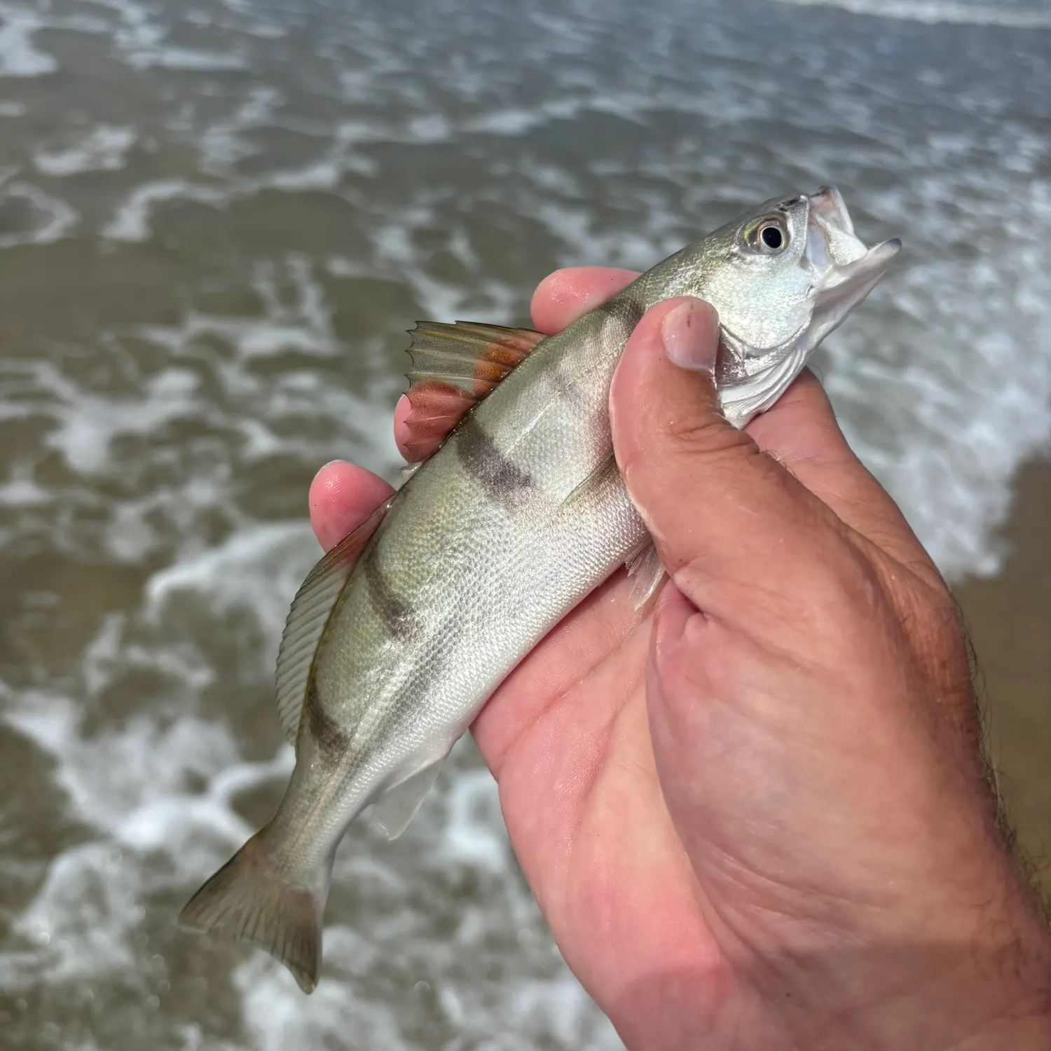 Fish caught on Fishbrain