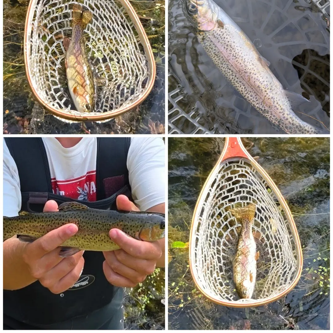 Rainbow trout caught on Fishbrain