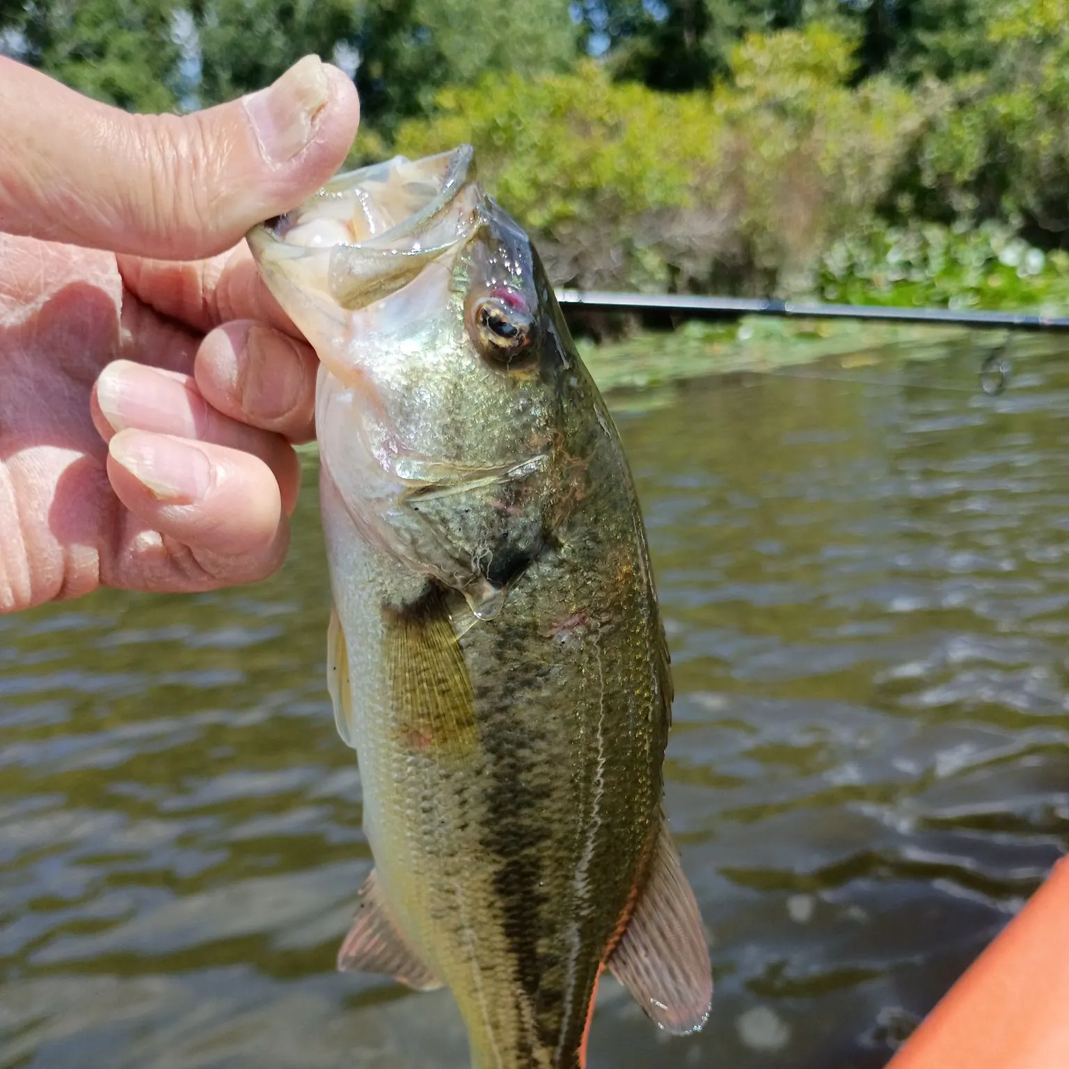 Largemouth bass caught on Fishbrain