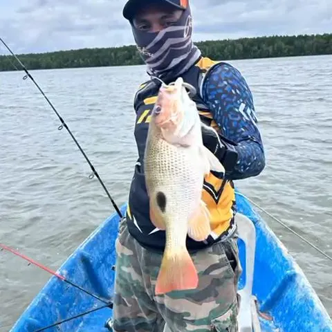 The most recent Moses perch catches on Fishbrain