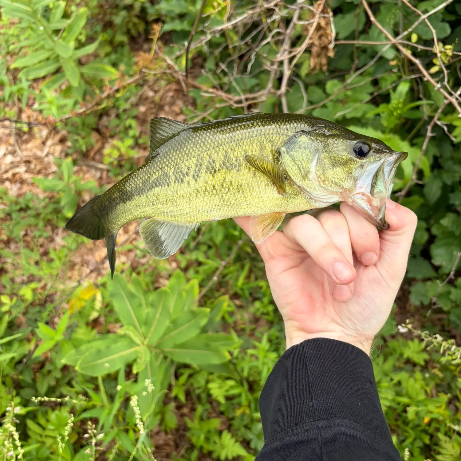Largemouth bass caught on Fishbrain