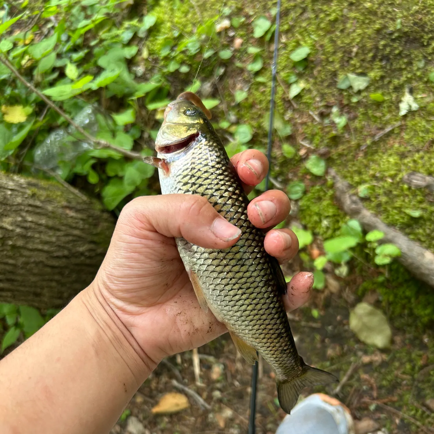 most liked catch image