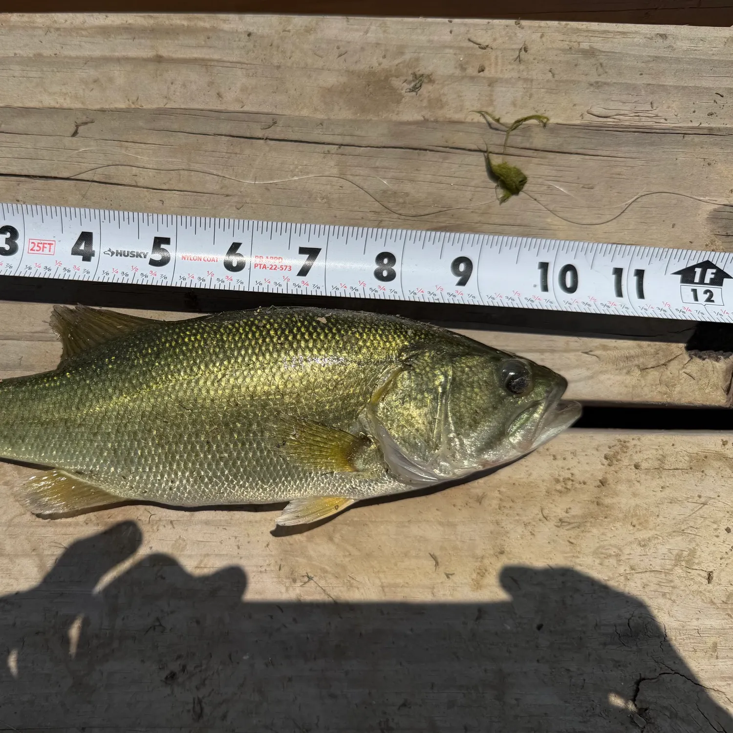 The most recent Ouachita smallmouth bass catches on Fishbrain