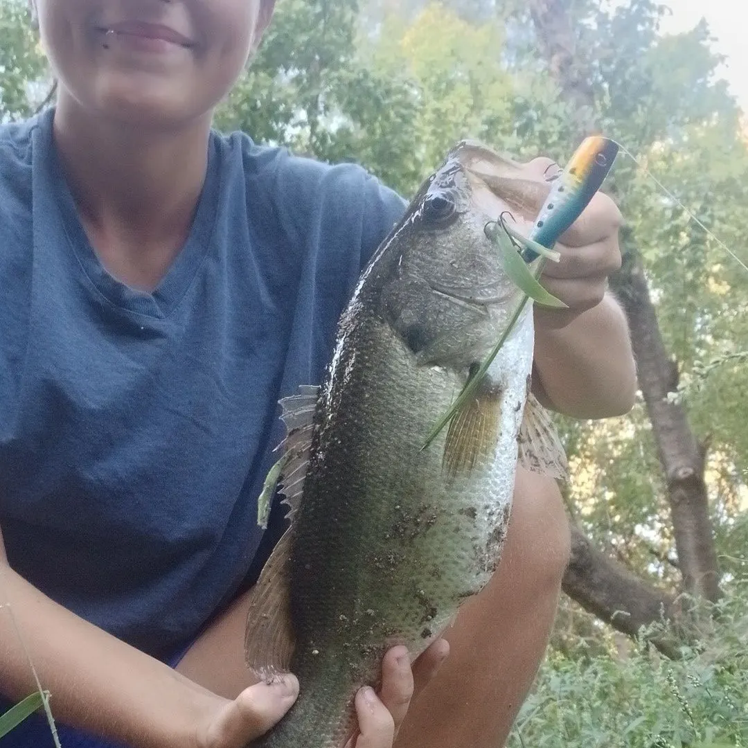 Largemouth bass caught on Fishbrain