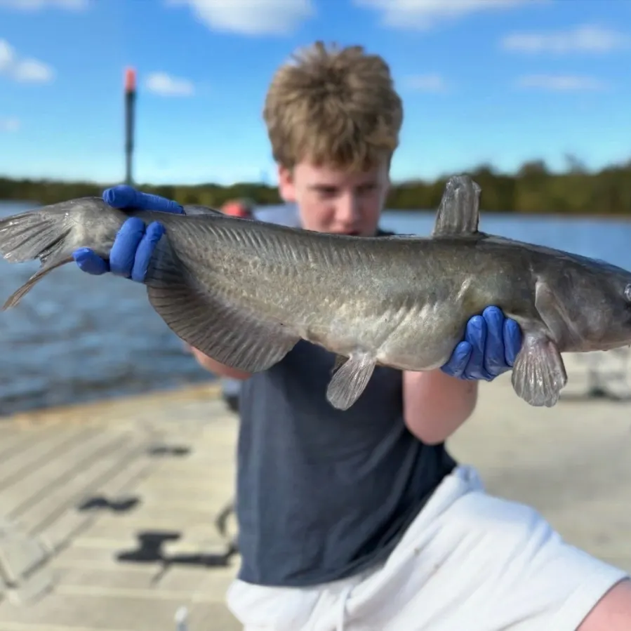 Channel catfish caught on Fishbrain