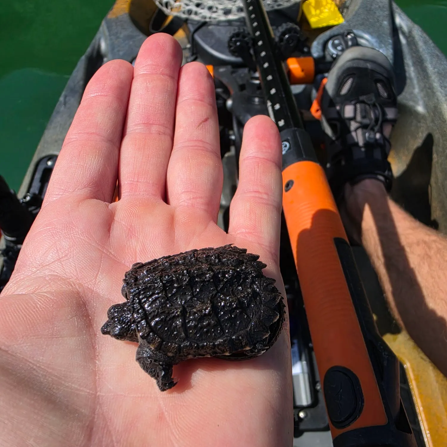 Common snapping turtle caught on Fishbrain