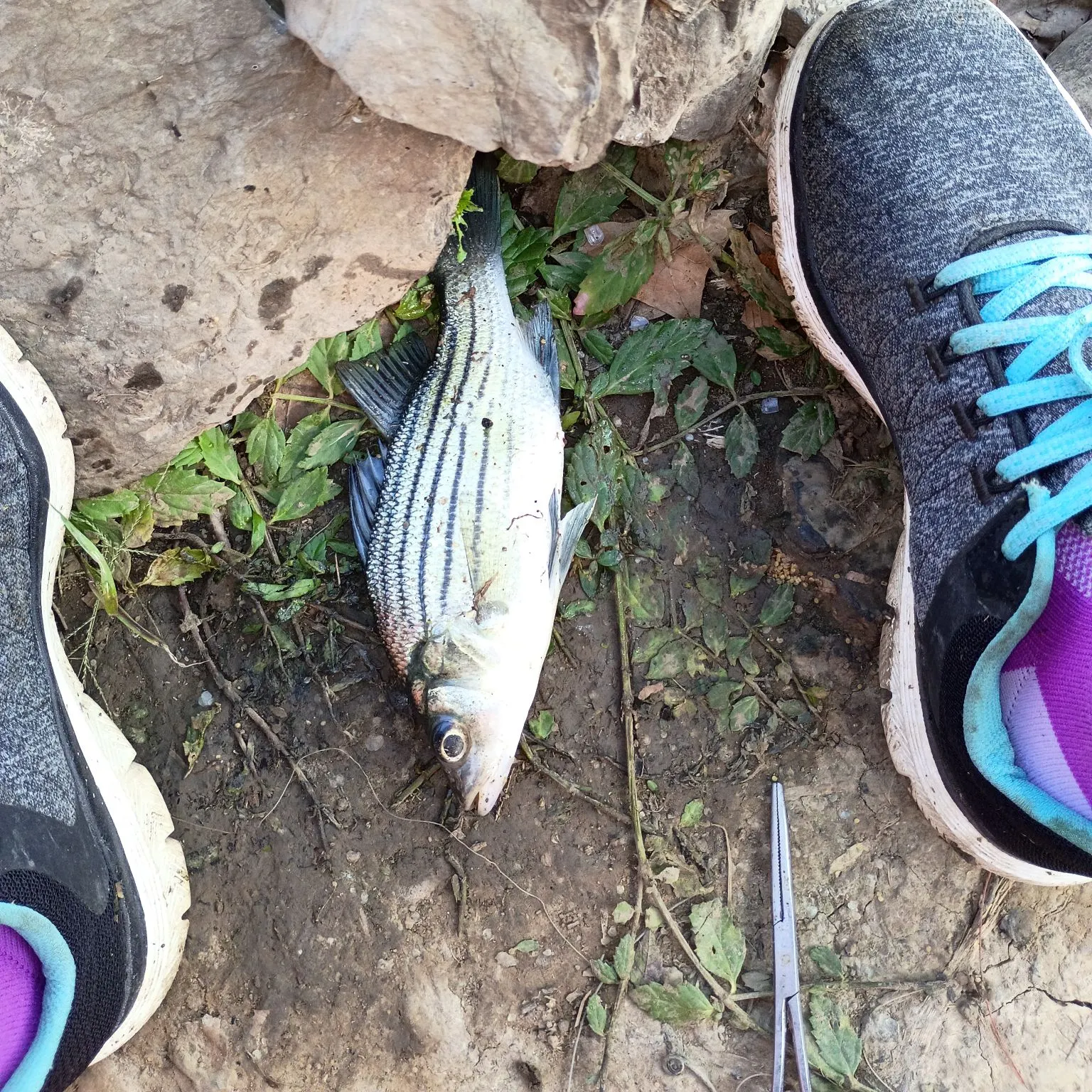 White bass caught on Fishbrain
