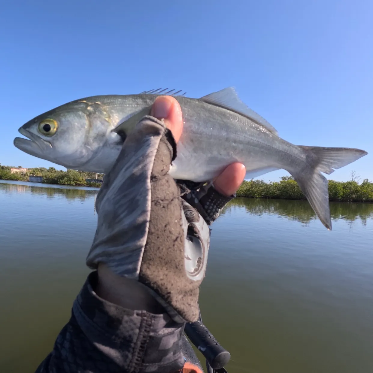 The most recent Bluefish catches on Fishbrain