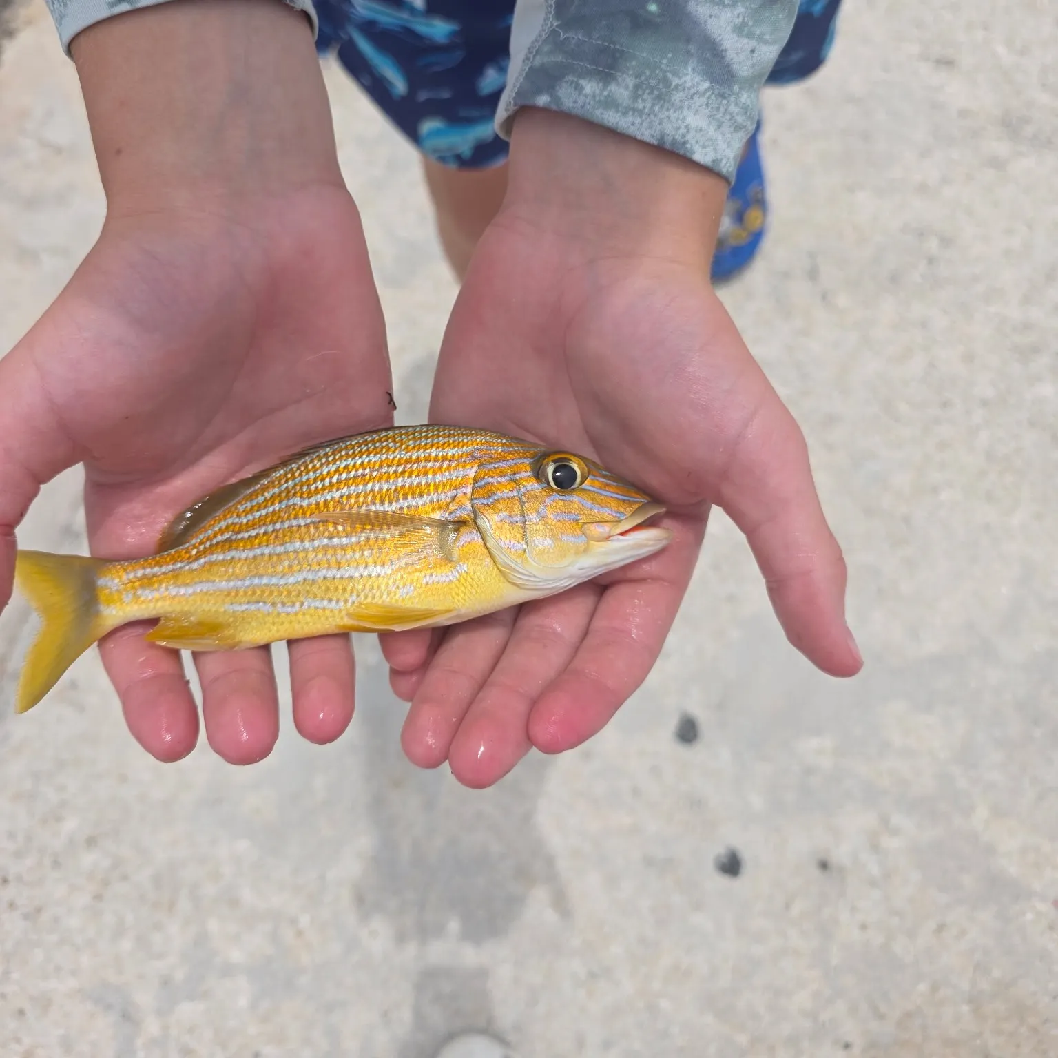 The most recent Atlantic porkfish catches on Fishbrain