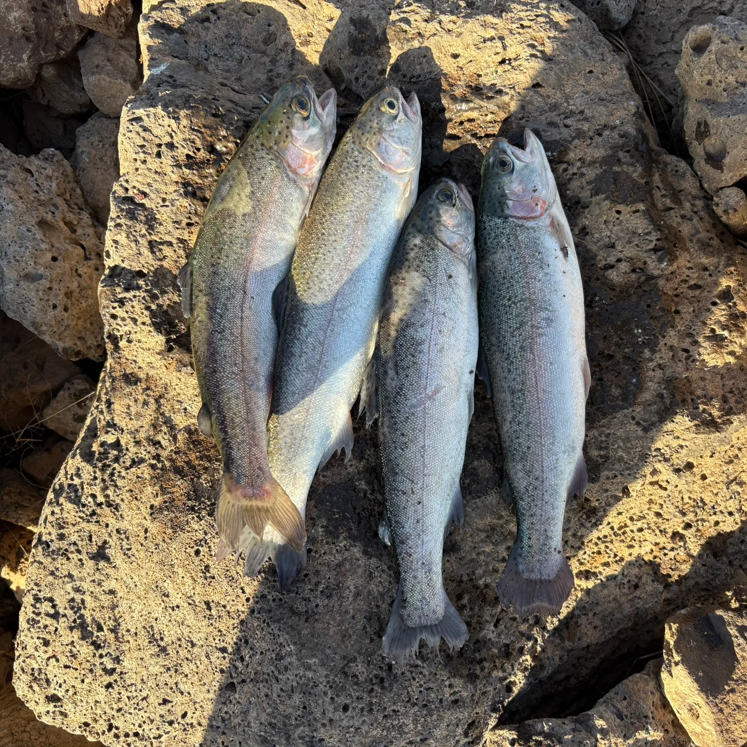recently logged catches