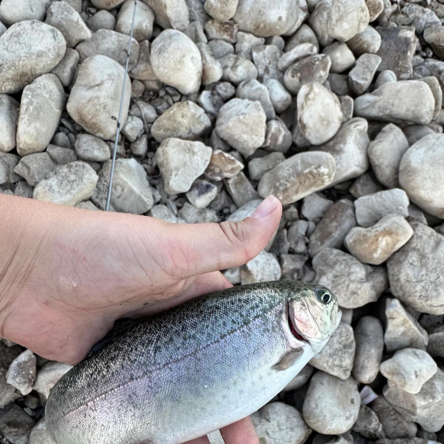 Rainbow trout caught on Fishbrain