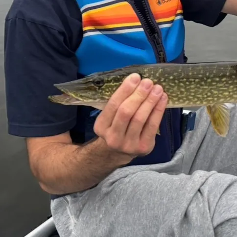 Northern pike caught on Fishbrain
