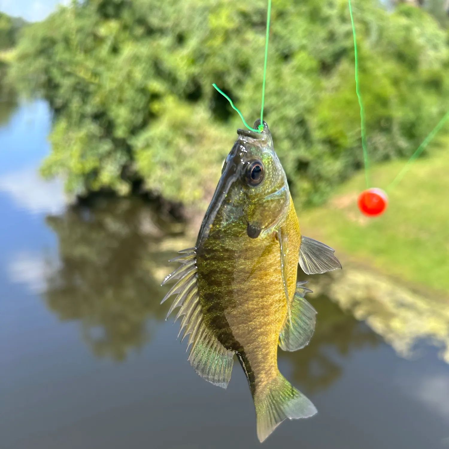 Bluegill caught on Fishbrain