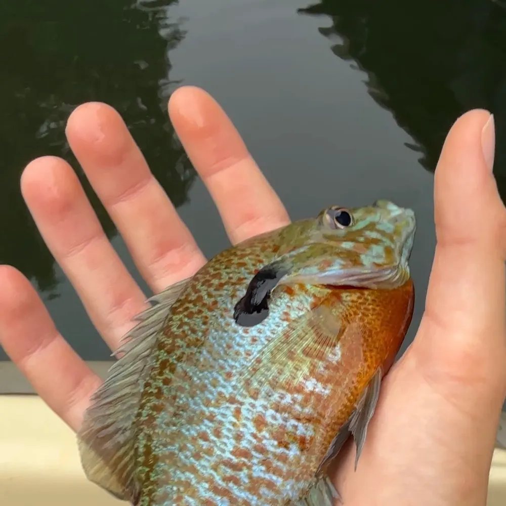 Redbreast sunfish caught on Fishbrain