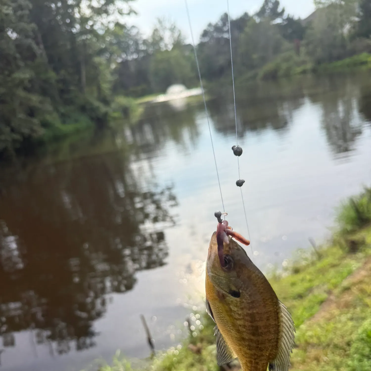 Bluegill caught on Fishbrain