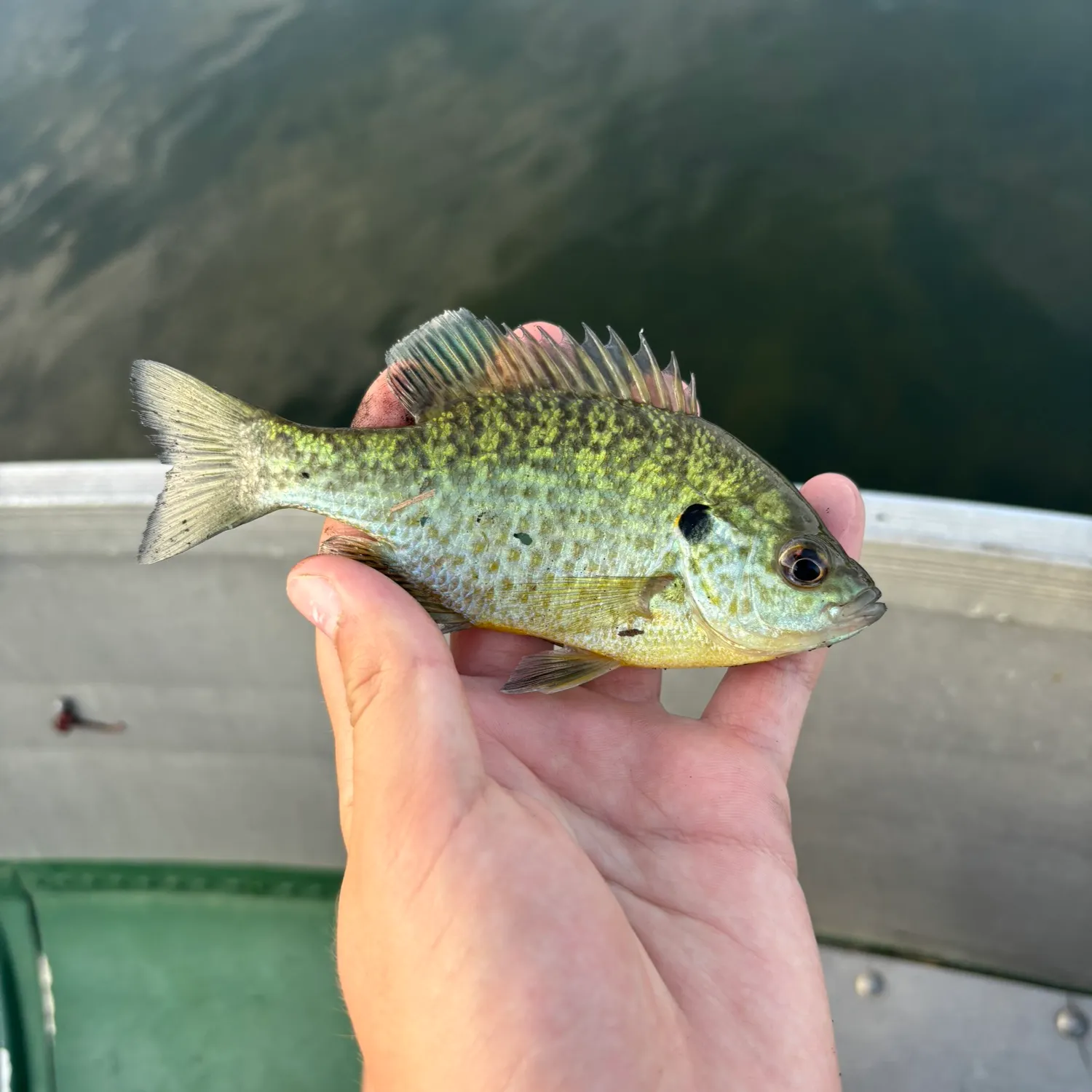 Pumpkingill hybrid caught on Fishbrain