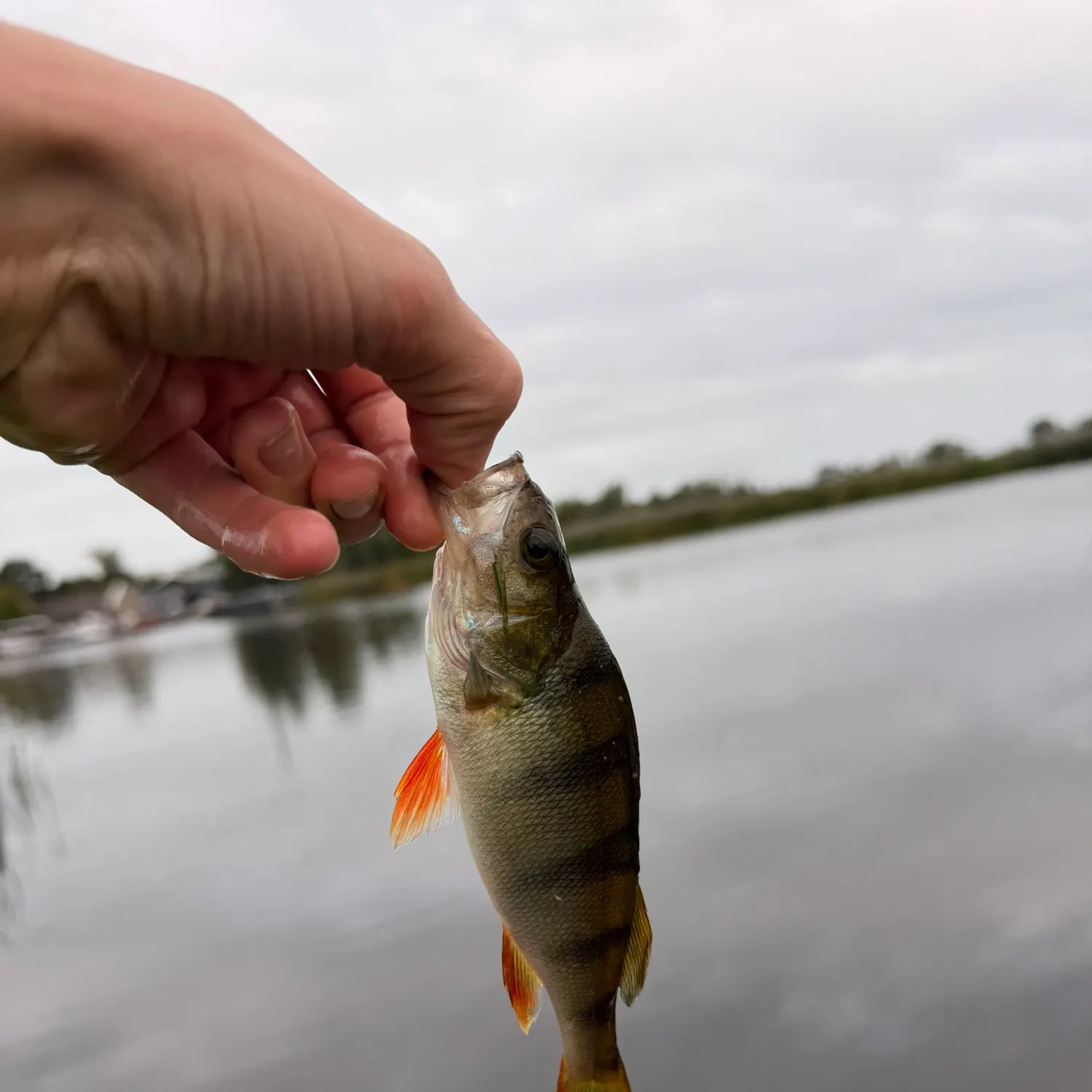 European perch caught on Fishbrain