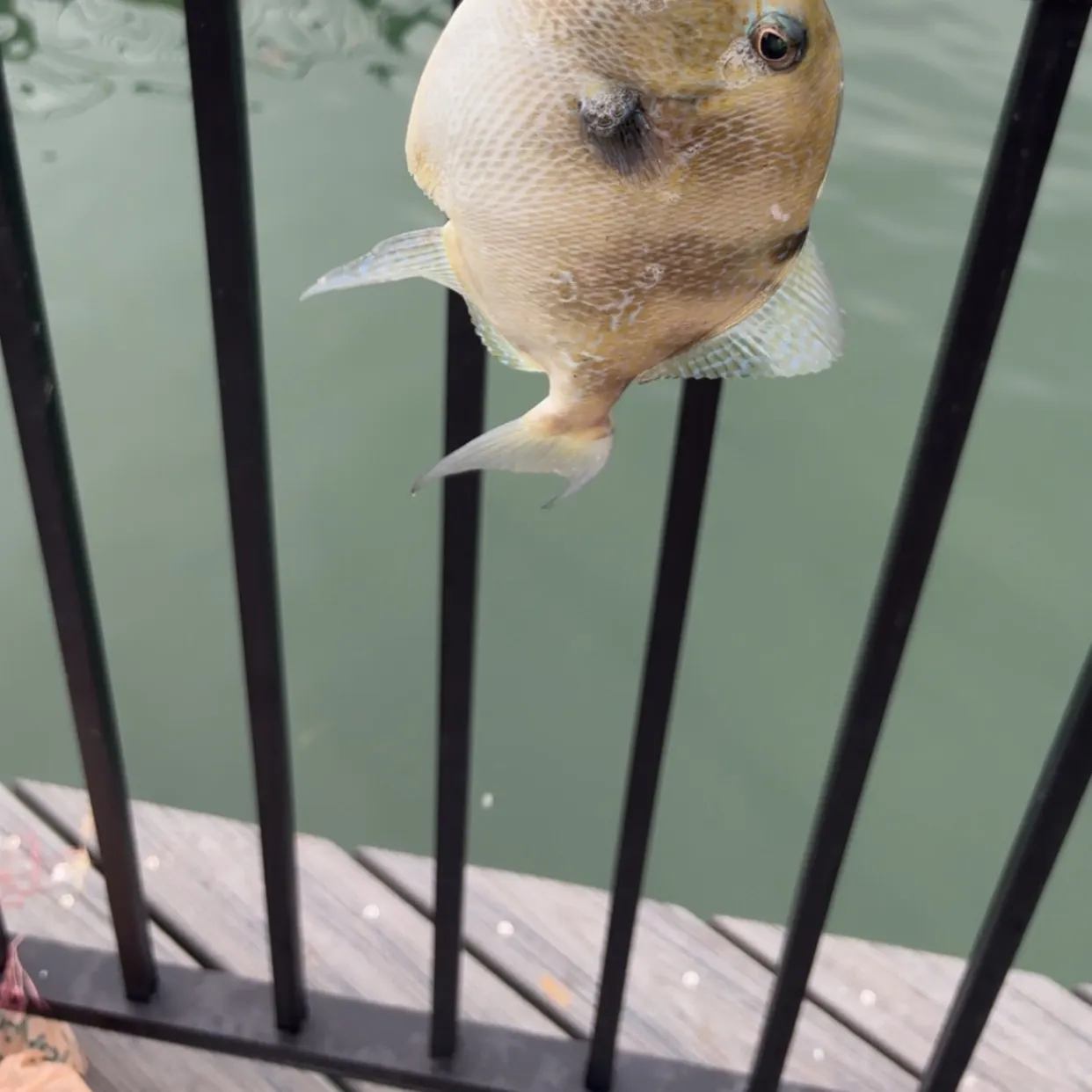The most recent American whitespotted filefish catches on Fishbrain