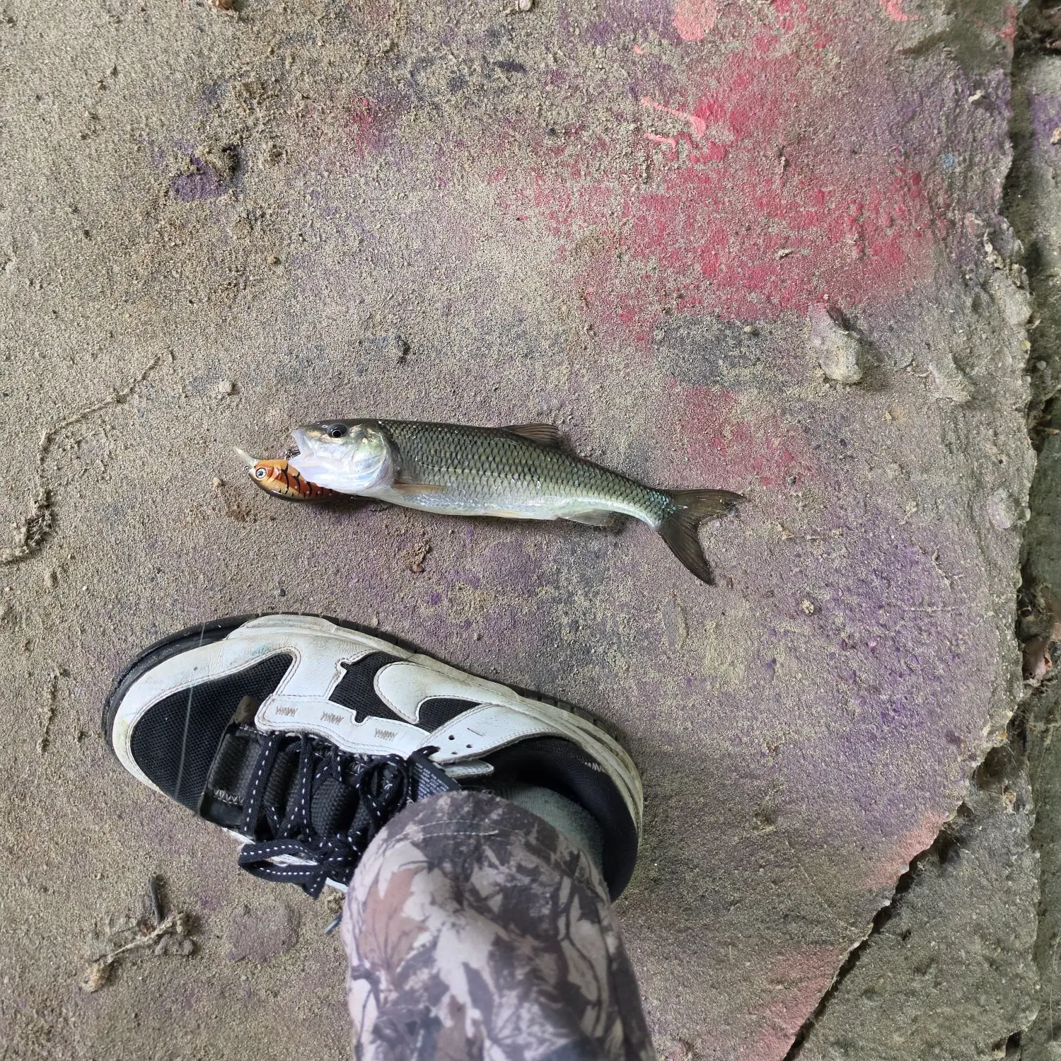Fallfish caught on Fishbrain