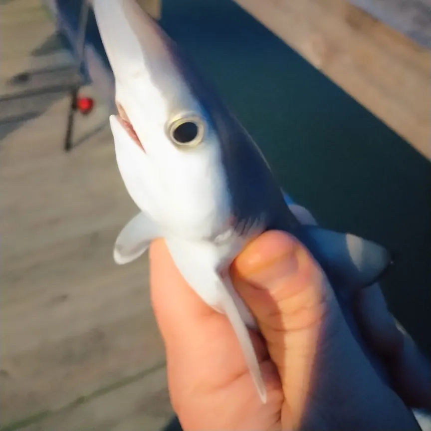 The most recent Blue shark catches on Fishbrain