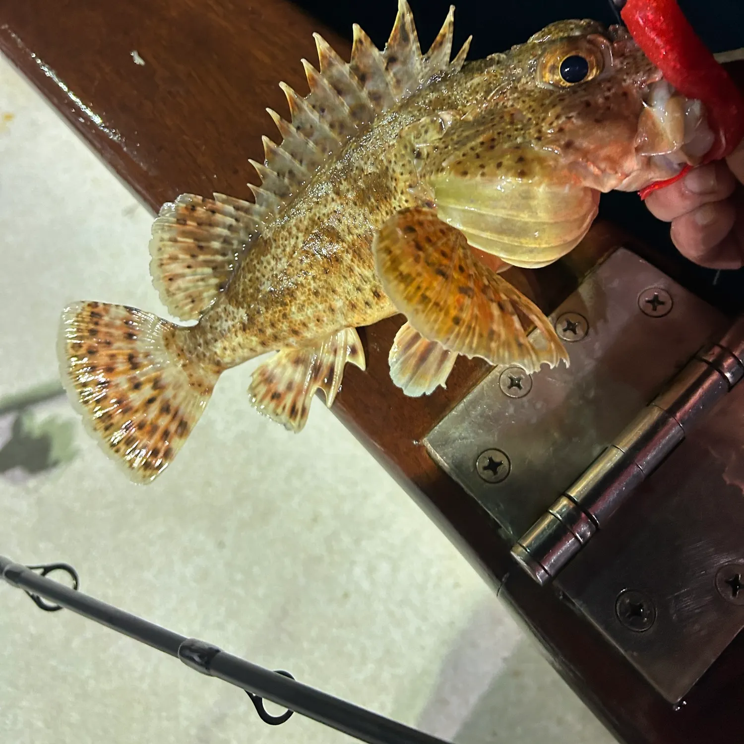 recently logged catches