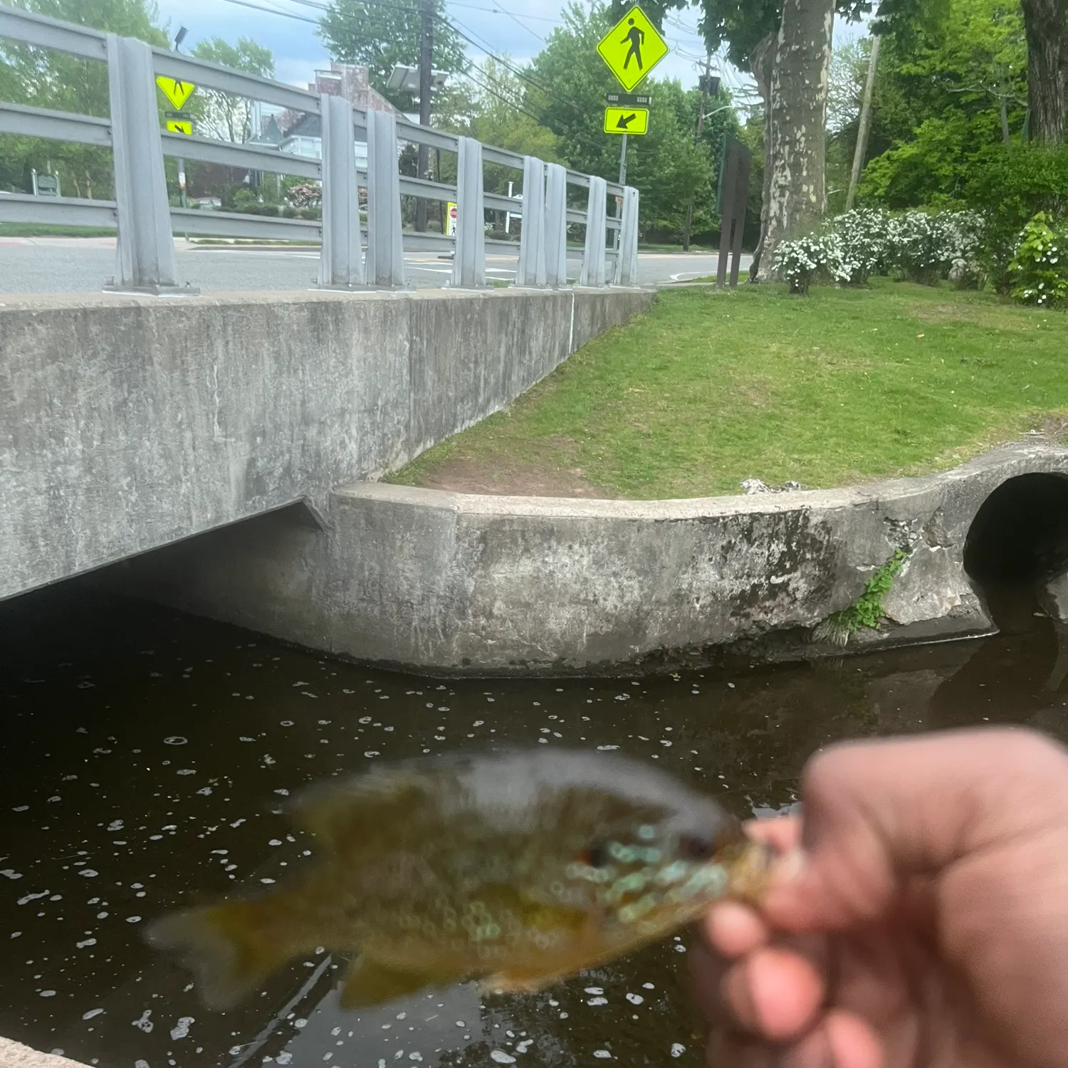 The most recent Pumpkinseed catches on Fishbrain