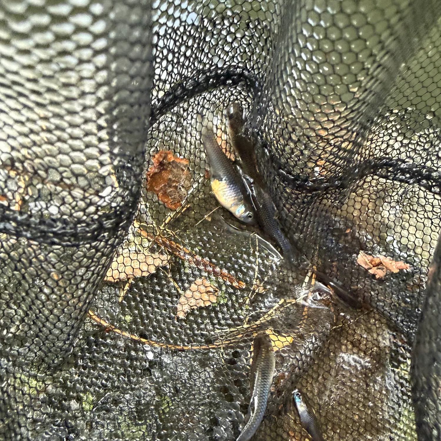 The most recent Eastern mosquitofish catches on Fishbrain