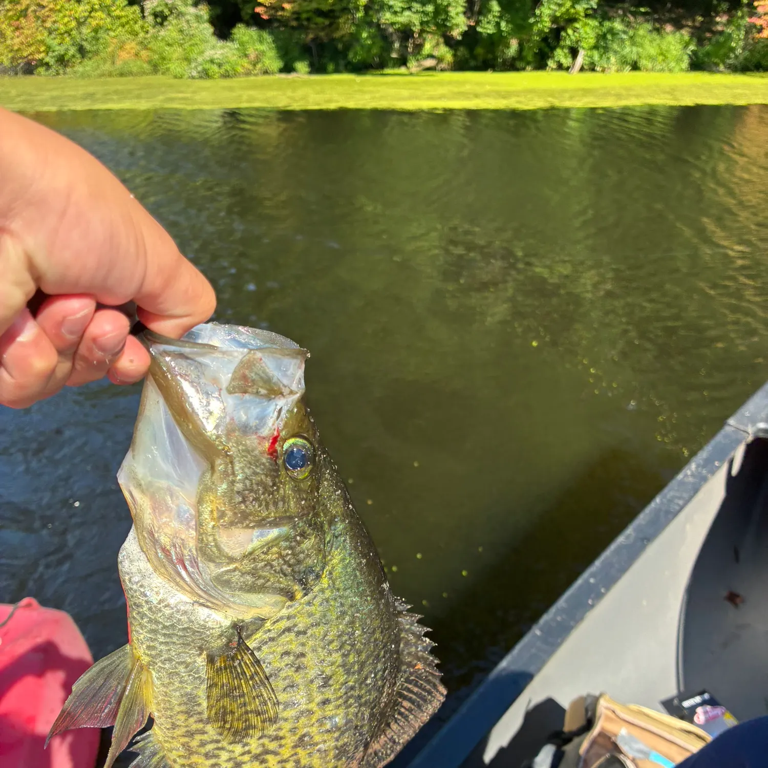 Black crappie caught on Fishbrain