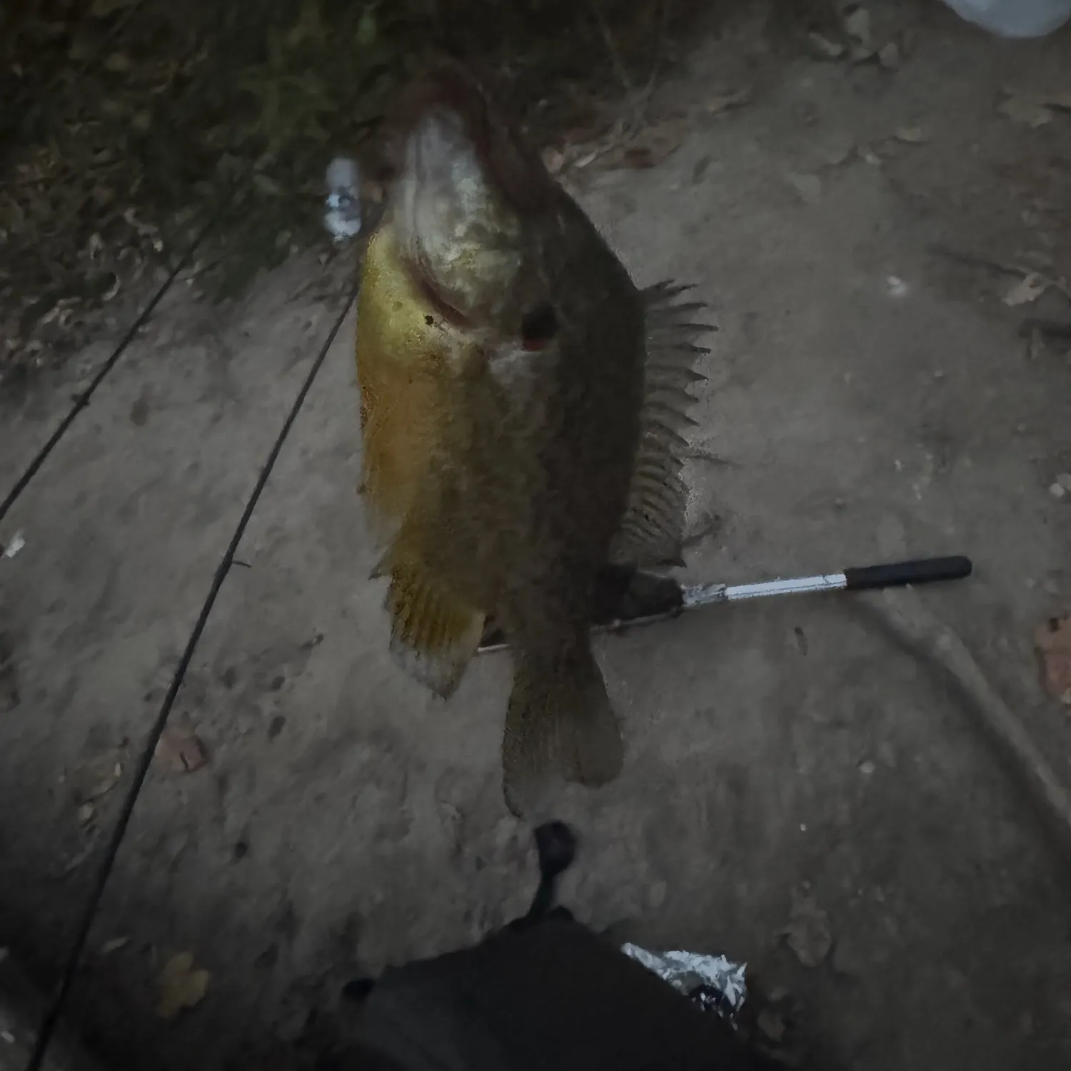 Pumpkinseed caught on Fishbrain