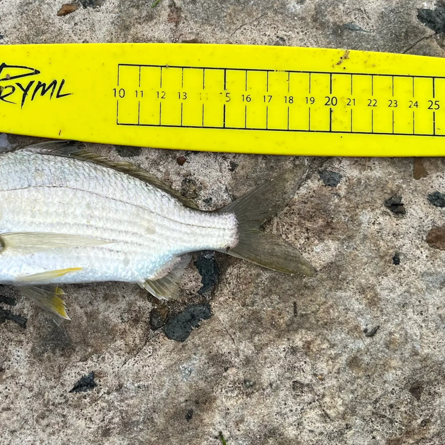 The most recent Common silver belly catches on Fishbrain