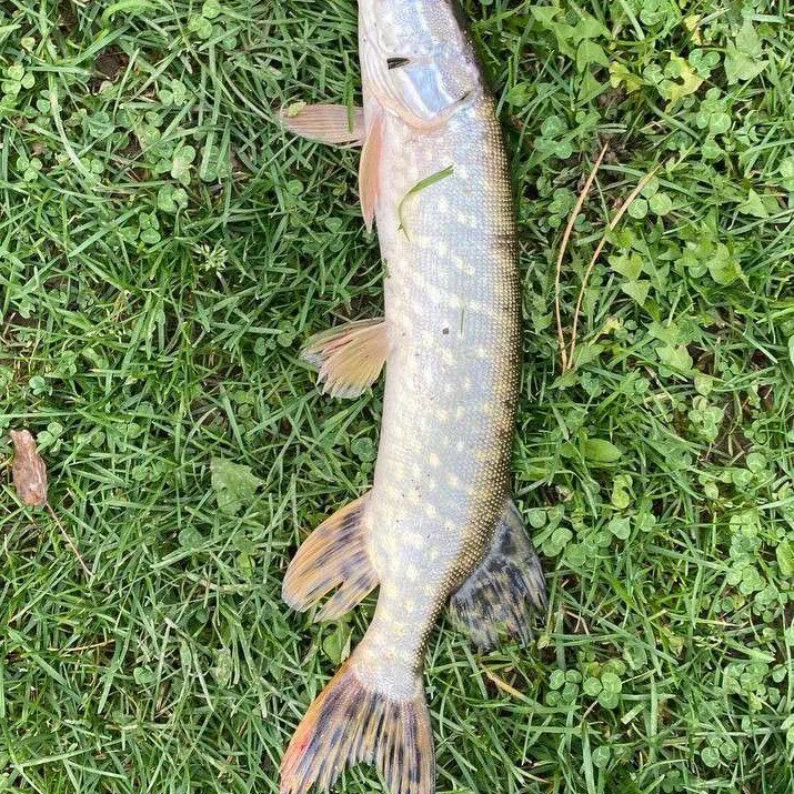 Northern pike caught on Fishbrain