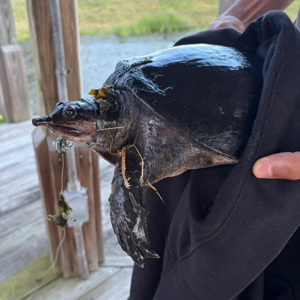 Florida softshell turtle caught on Fishbrain