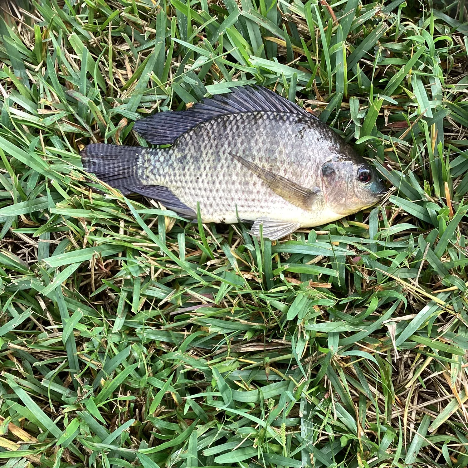 The most recent Nile tilapia catches on Fishbrain