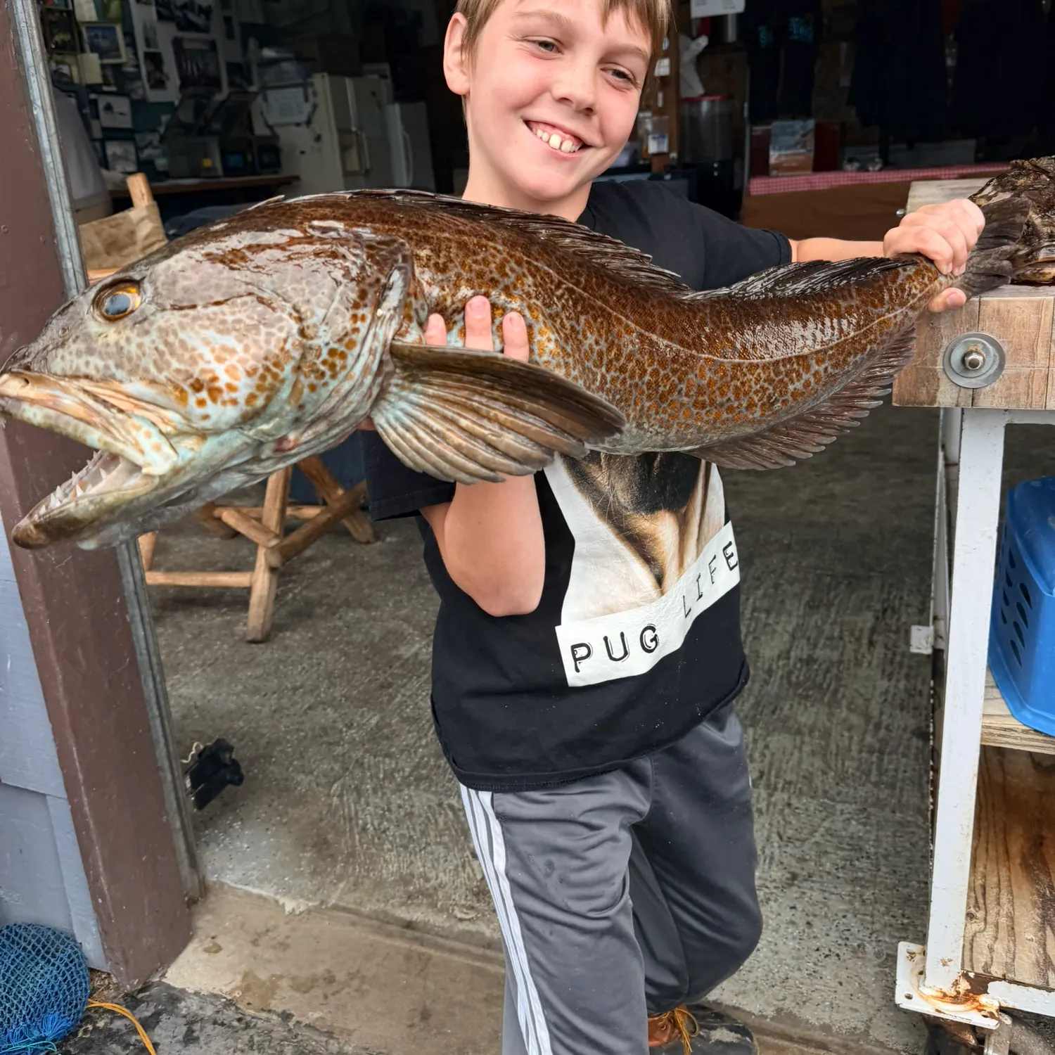 Lingcod caught on Fishbrain