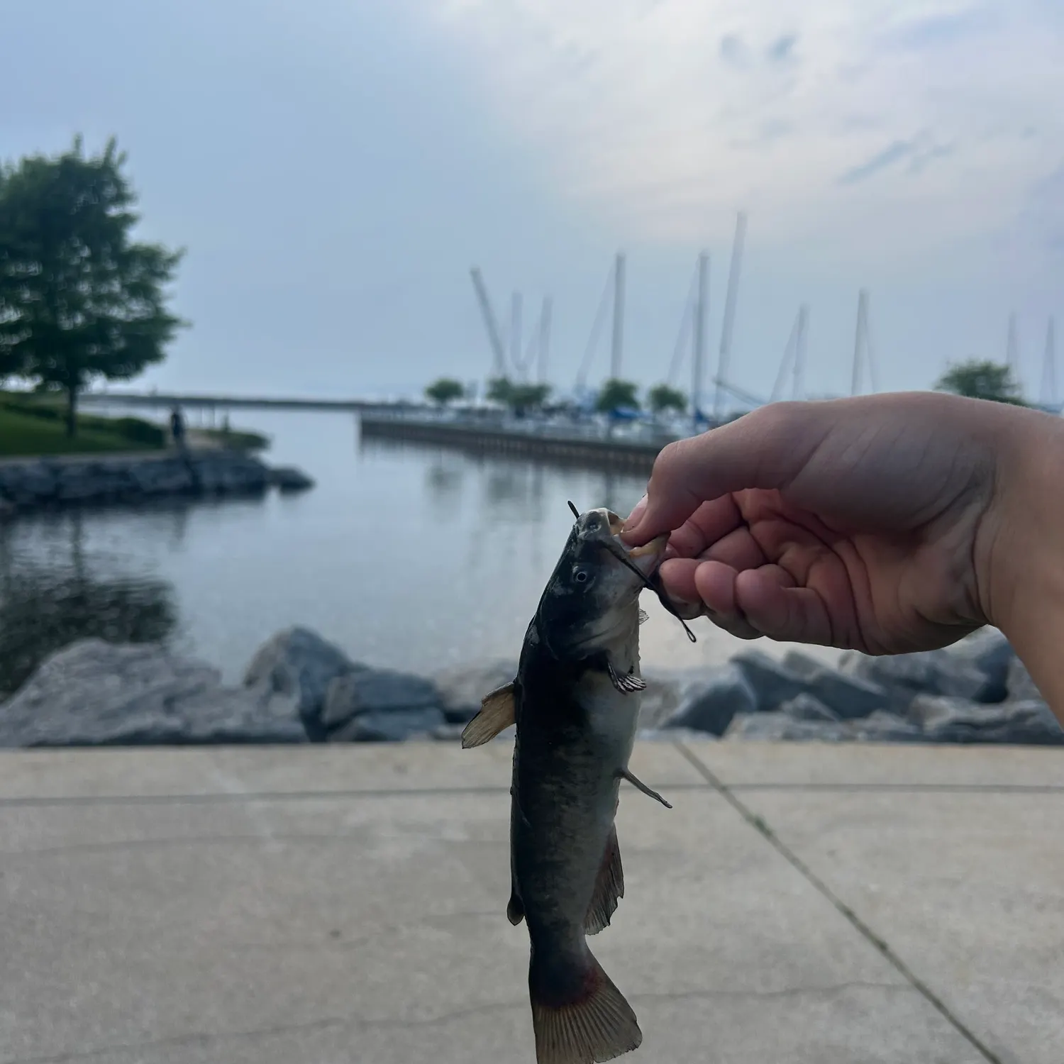 catch