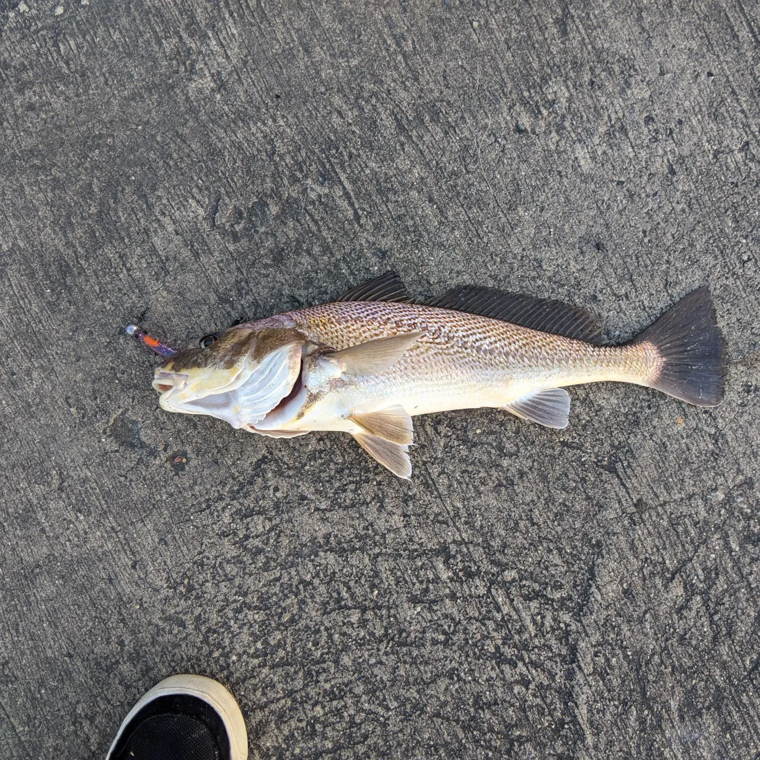 Whitemouth croaker caught on Fishbrain