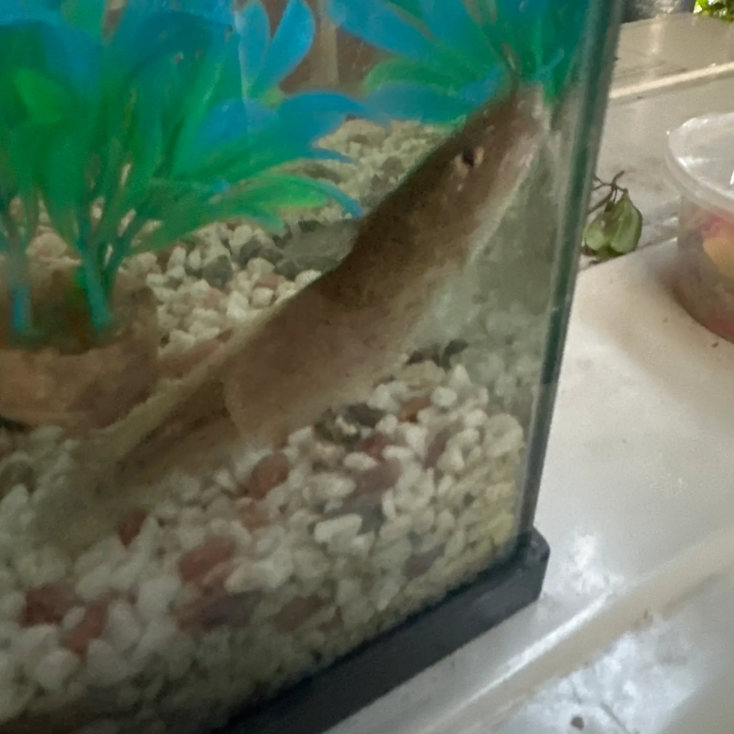 The most recent Dewfish catches on Fishbrain