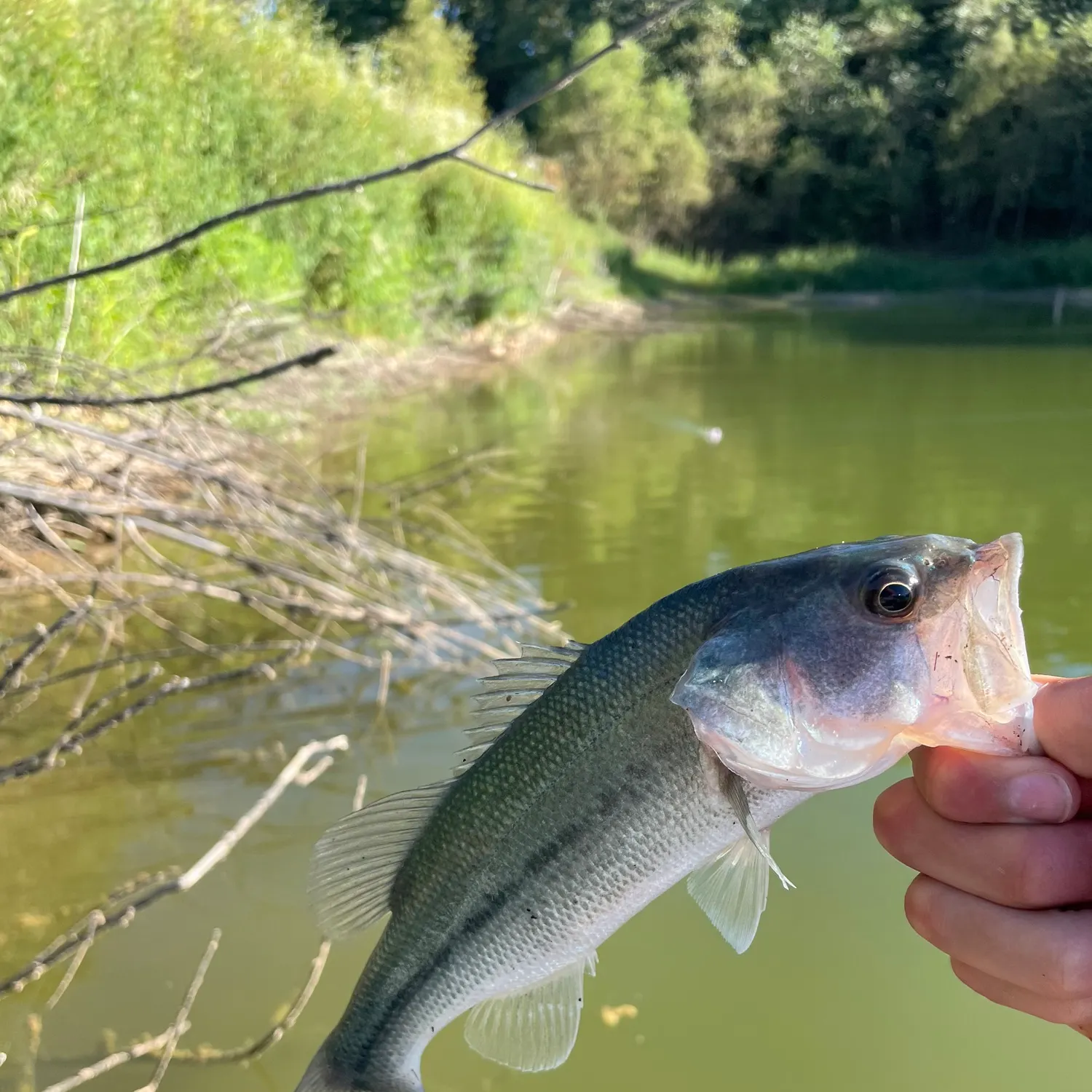 Largemouth bass caught on Fishbrain