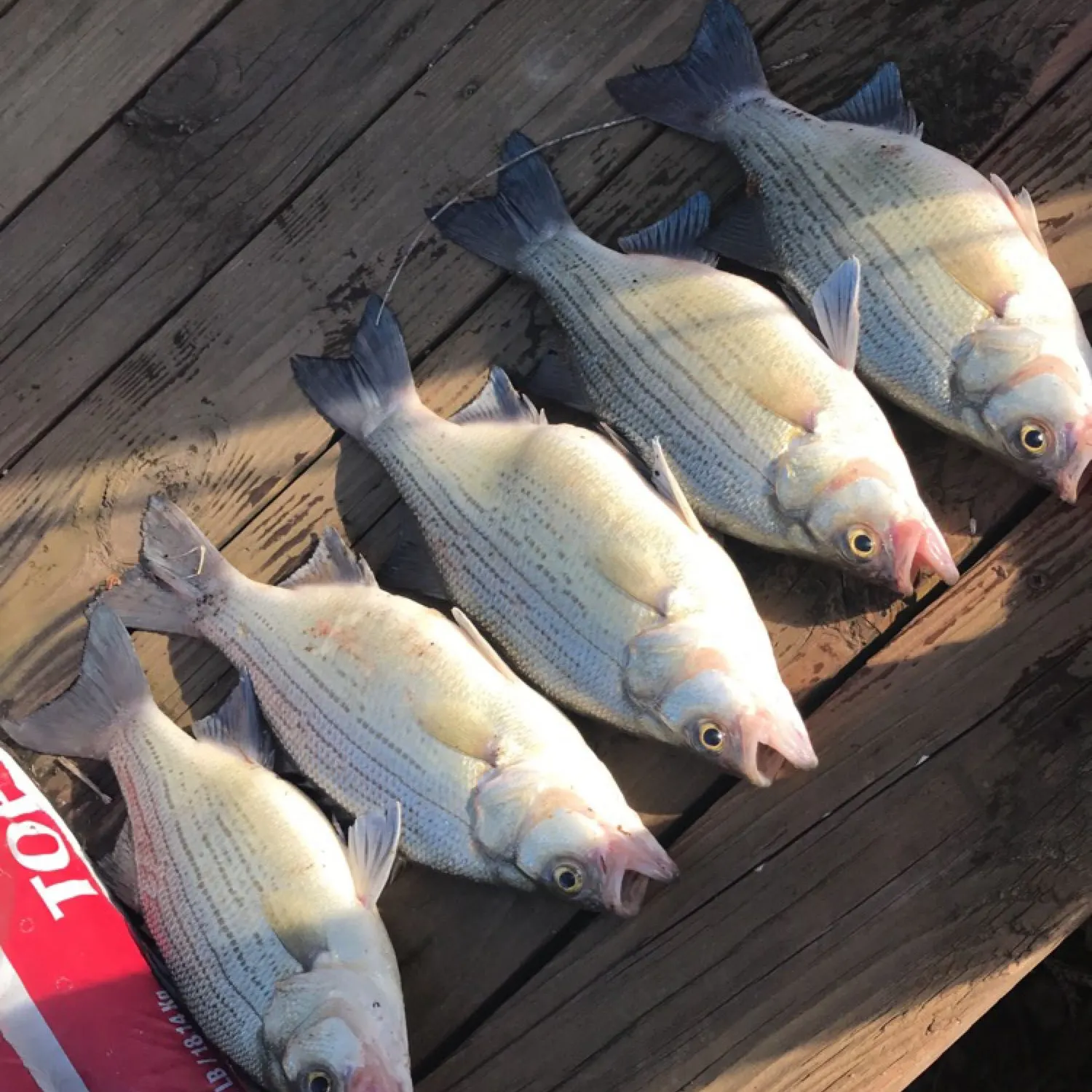 recently logged catches