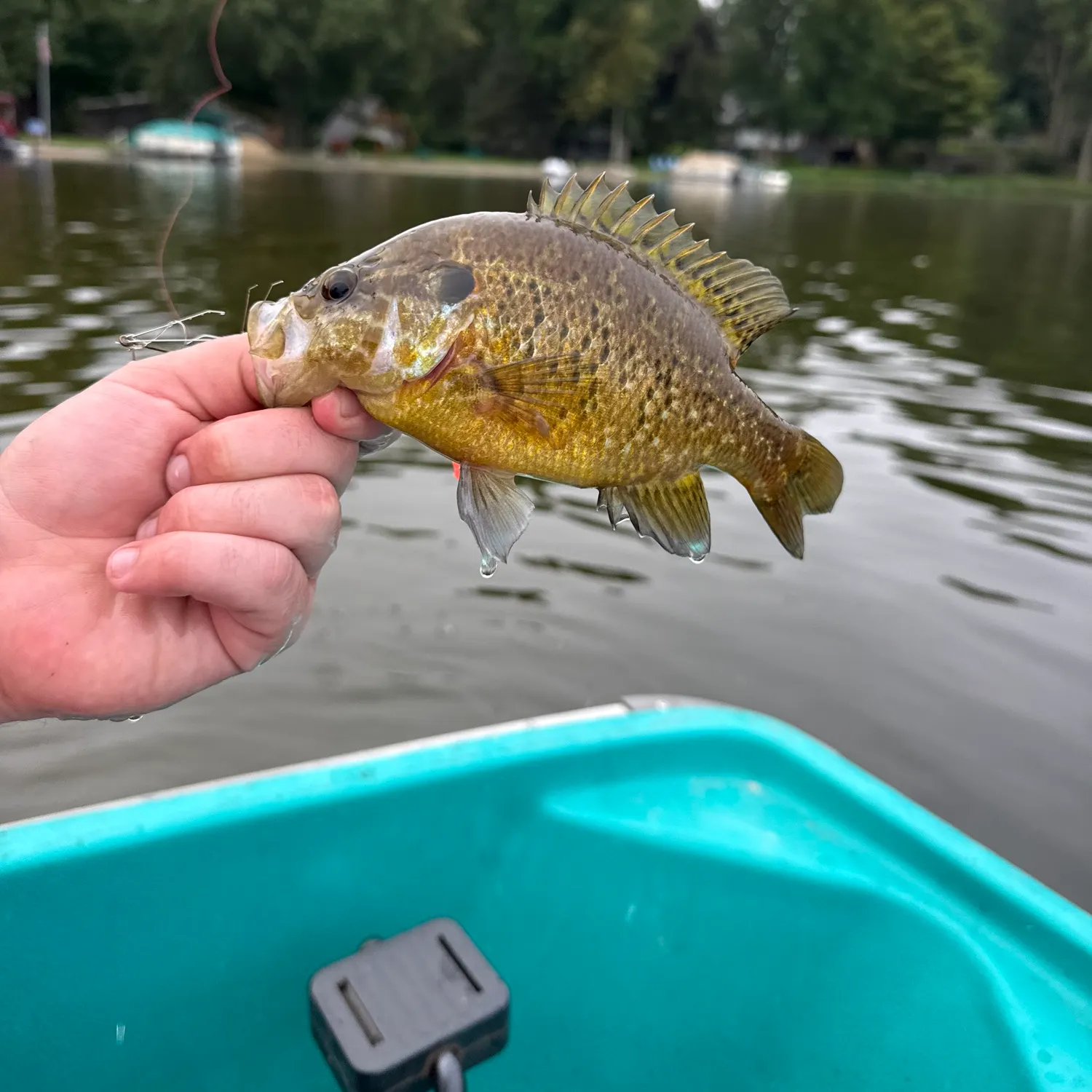 Rock bass caught on Fishbrain