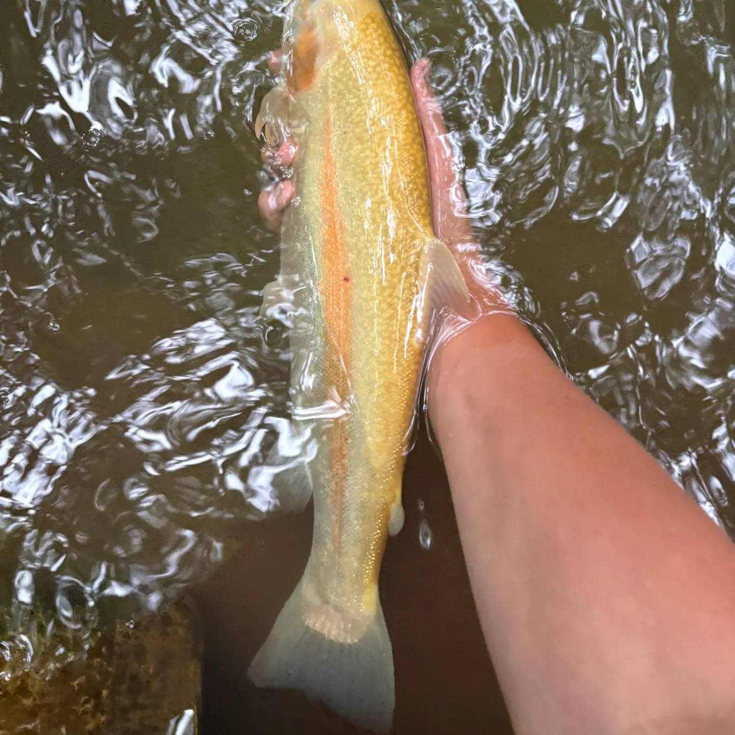 The most recent Golden rainbow trout catches on Fishbrain