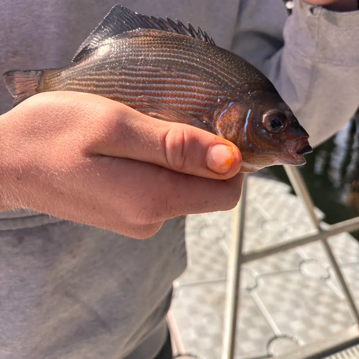 The most recent Striped seaperch catches on Fishbrain