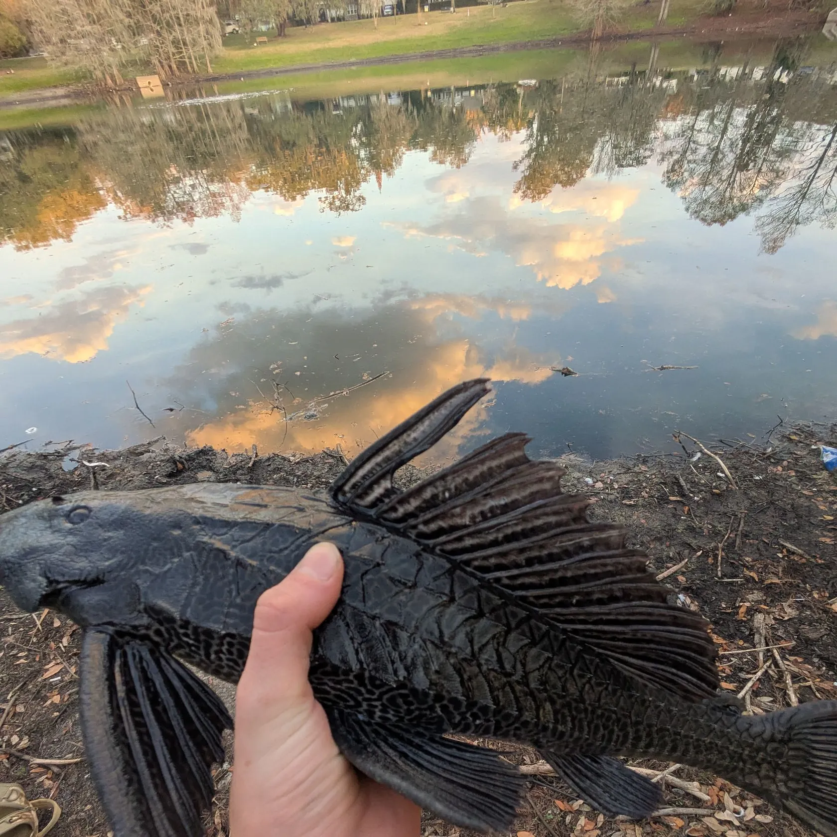 The most recent Suckermouth catfish catches on Fishbrain