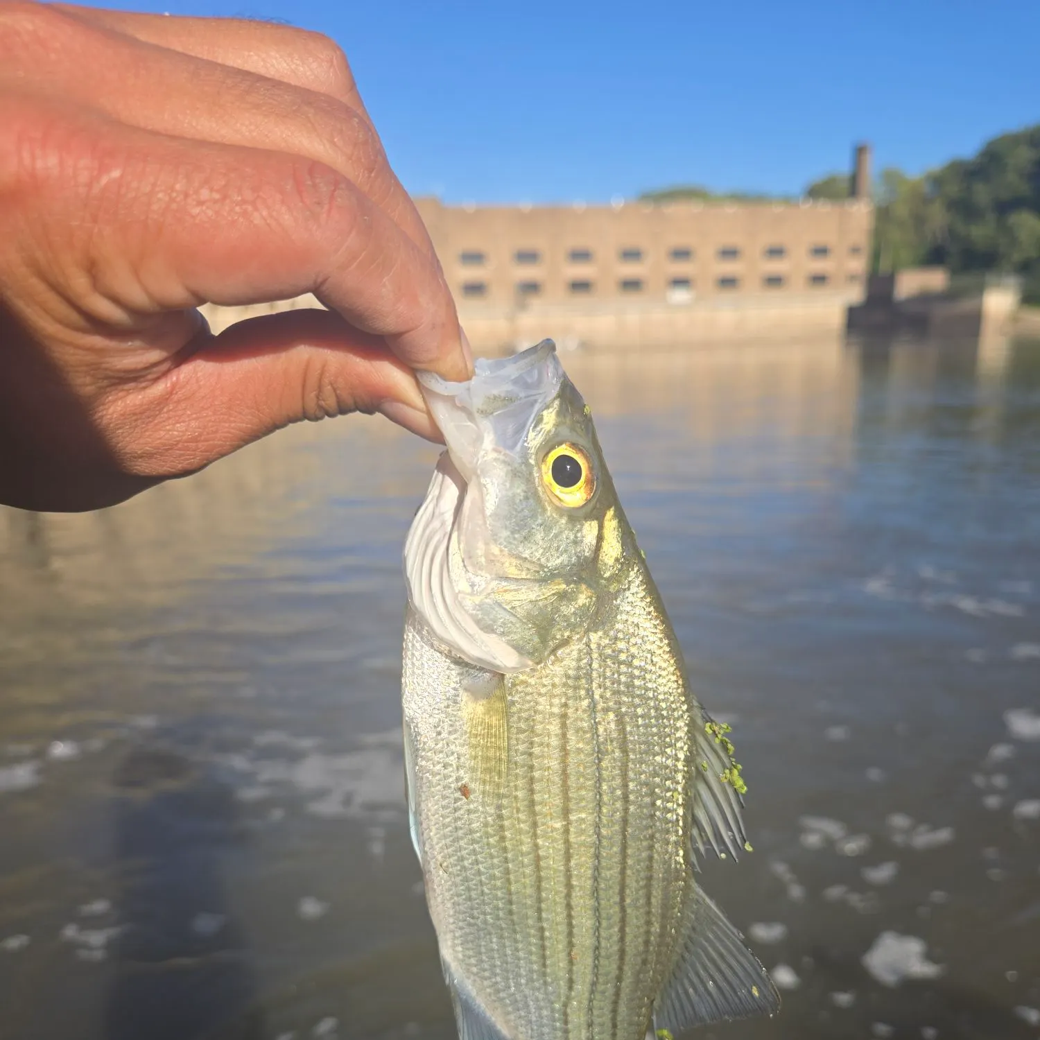 White bass caught on Fishbrain