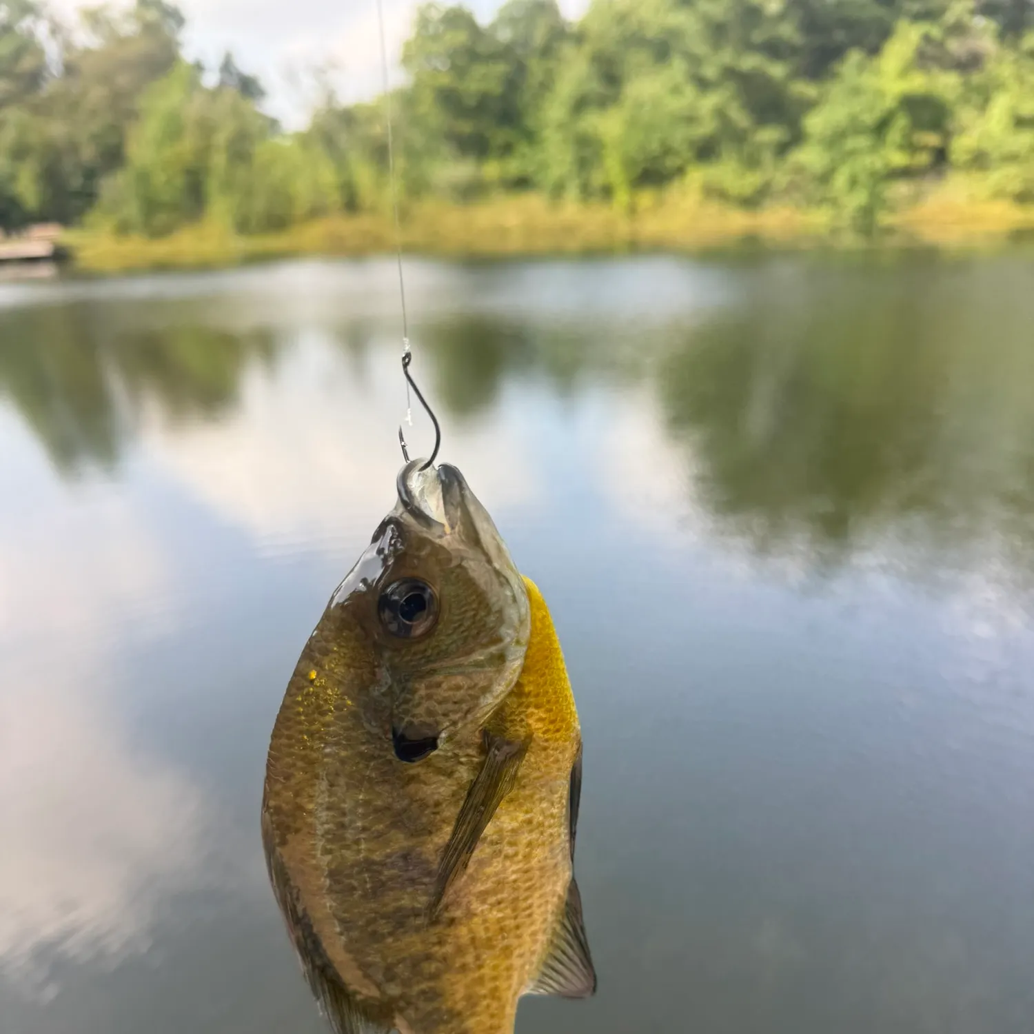 Bluegill caught on Fishbrain