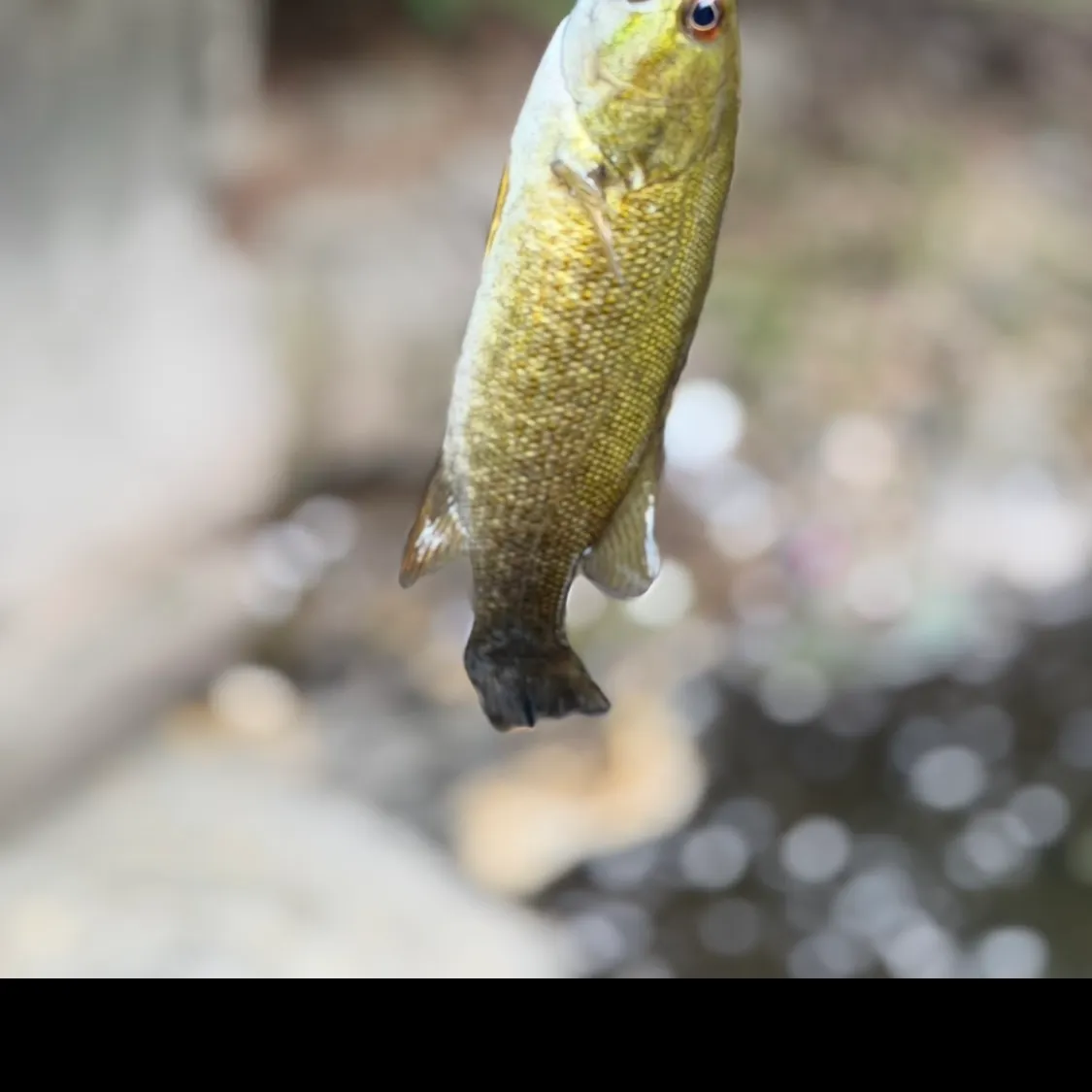 Smallmouth bass caught on Fishbrain