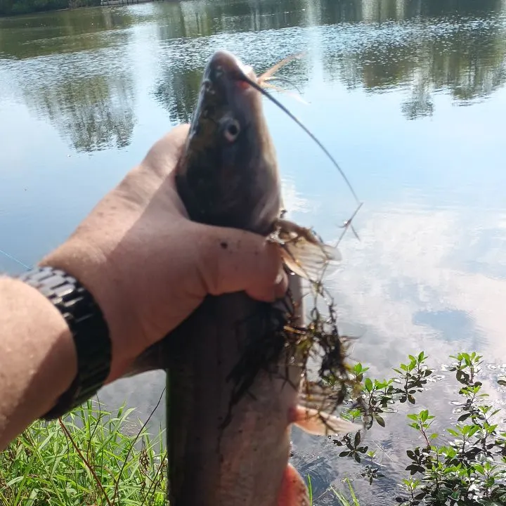 Channel catfish caught on Fishbrain